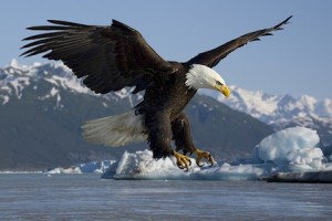 "Doth the eagle mount up at thy command, and make her nest on high?" —Job 39:27