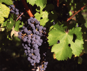 In the math of ancient wine production, wine + water = wine.