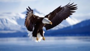 “And to the woman were given two wings of a great eagle, that she might fly into the wilderness…” (Revelation 12:14)